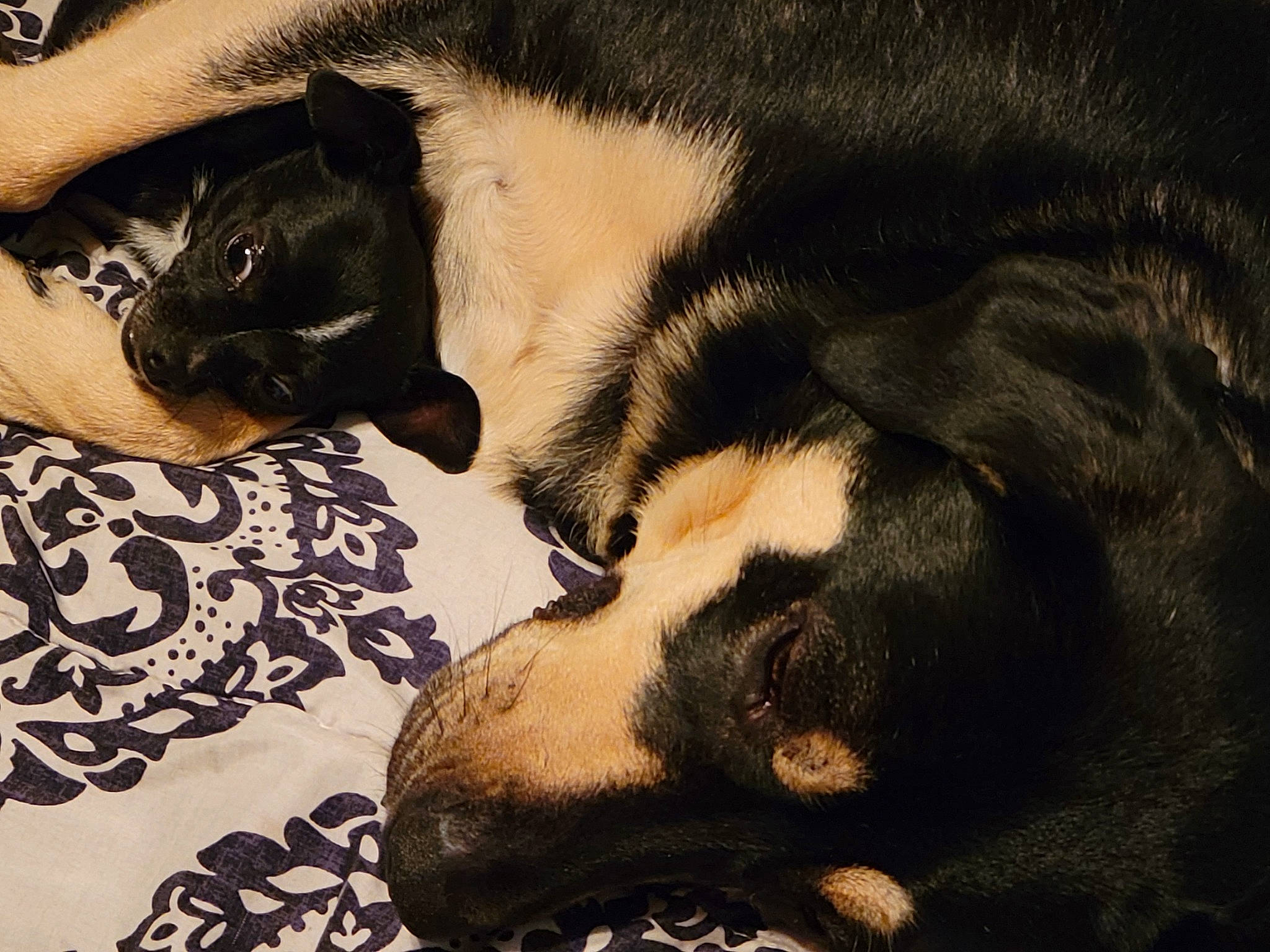 Hunter is registered to the contest to win money with this photo: canidae, carnivore, cat, comfort, companion_dog, dog, dog_breed, fawn, felidae, fur, linens, nap, paw, small_to_medium_sized_cats, snout, sporting_group, tail, terrestrial_animal, tints_and_shades, whiskers