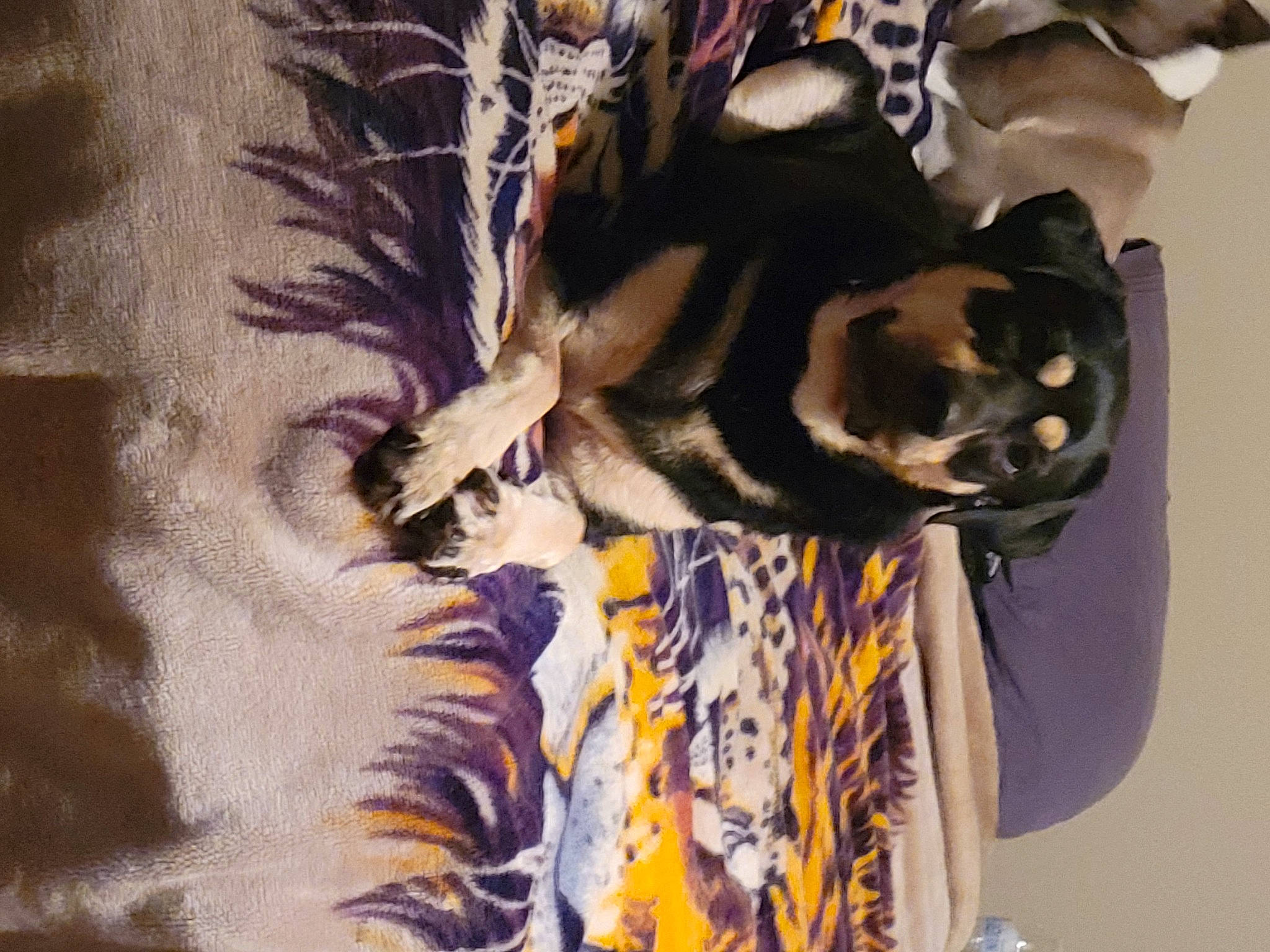 Hunter joined the competition — help win amazing prizes! canidae, carnivore, companion_dog, dog_breed, domestic_short_haired_cat, dress, fawn, felidae, fur, guard_dog, linens, pattern, plant, scarf, small_to_medium_sized_cats, sporting_group, tail, textile, tree, whiskers