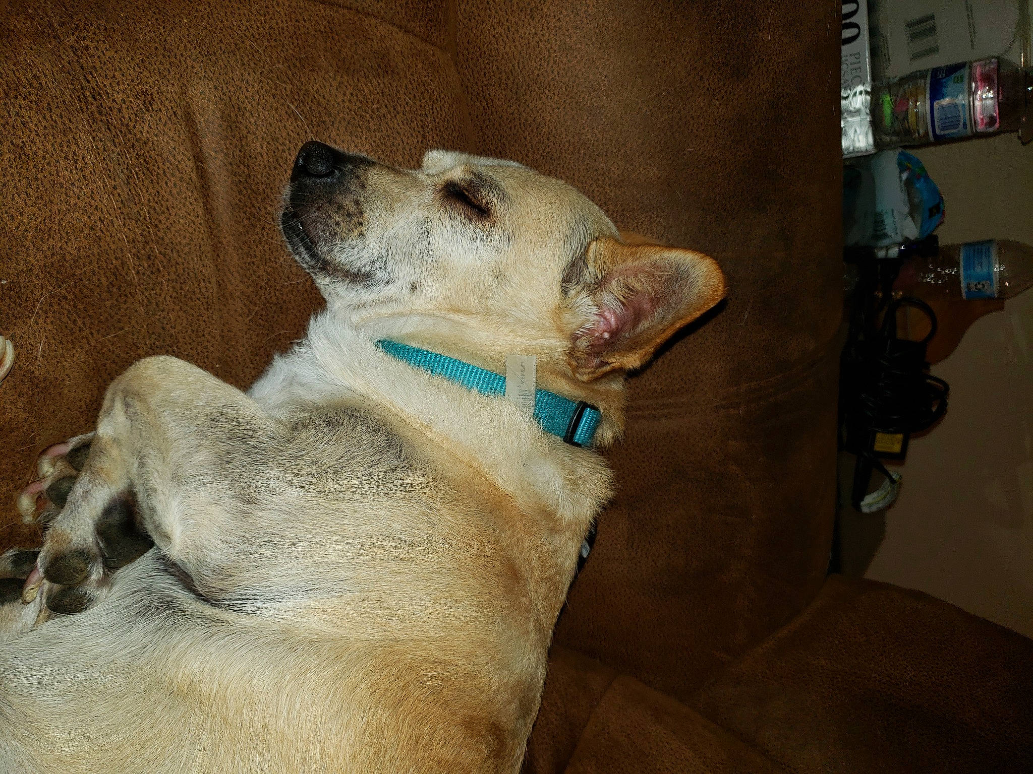 Petewete joined the competition — help win amazing prizes! canidae, carnivore, collar, companion_dog, dog, dog_breed, dog_collar, ear, fawn, fur, guard_dog, non_sporting_group, paw, pet_supply, retriever, snout, sporting_group, tail, whiskers, working_animal