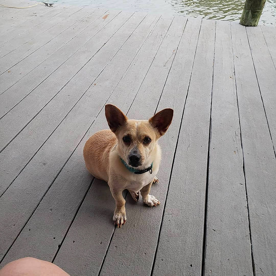 Petewete is registered to the contest to win money with this photo: canidae, carnivore, chihuahua, collar, companion_dog, dog, dog_breed, fawn, flooring, hardwood, line, road_surface, snout, sporting_group, tail, terrestrial_animal, toy_dog, whiskers, wood, working_animal