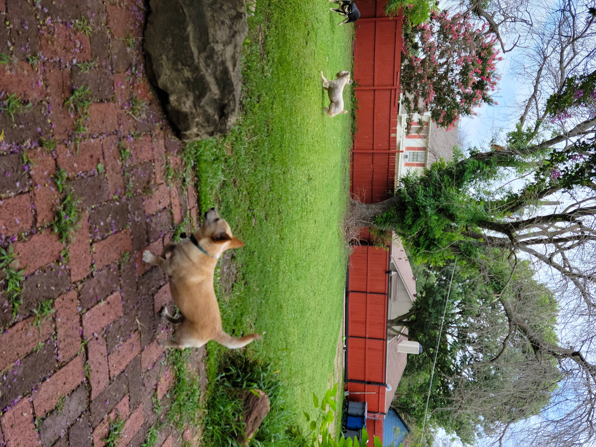 Petewete joined the competition — help win amazing prizes! biome, branch, building, carnivore, fawn, felidae, grass, green, house, nature_reserve, plant, sky, tail, terrestrial_animal, tree, trunk, vegetation, window, wood, woody_plant