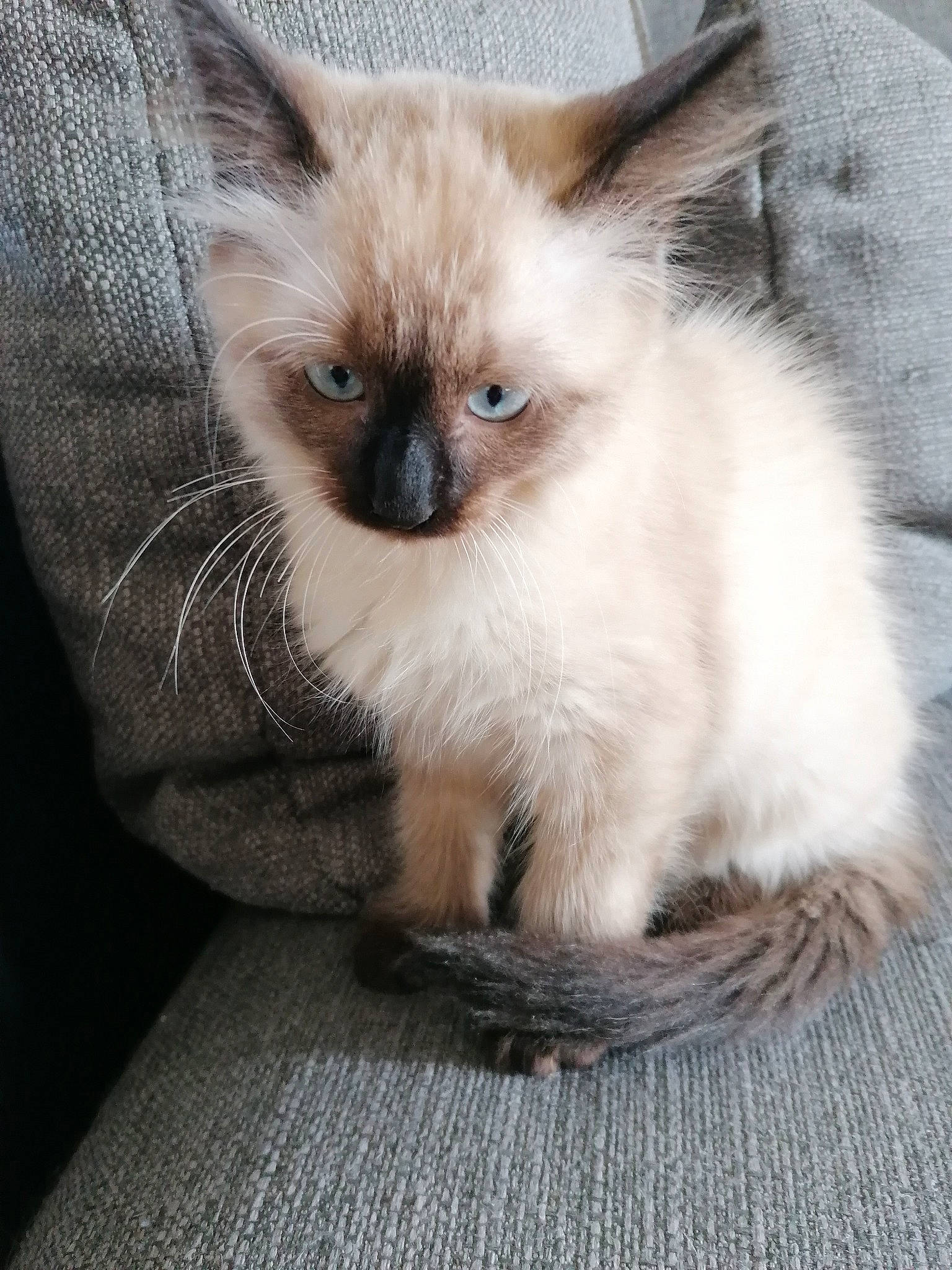 Ayko a rejoint le concours — aidez-le/la à gagner de superbes lots ! asian, balinese, birman, carnivore, cat, colorpoint_shorthair, eye, fawn, felidae, himalayan, iris, kitten, mammal, ragdoll, siamese, small_to_medium_sized_cats, thai, tonkinese, vertebrate, whiskers