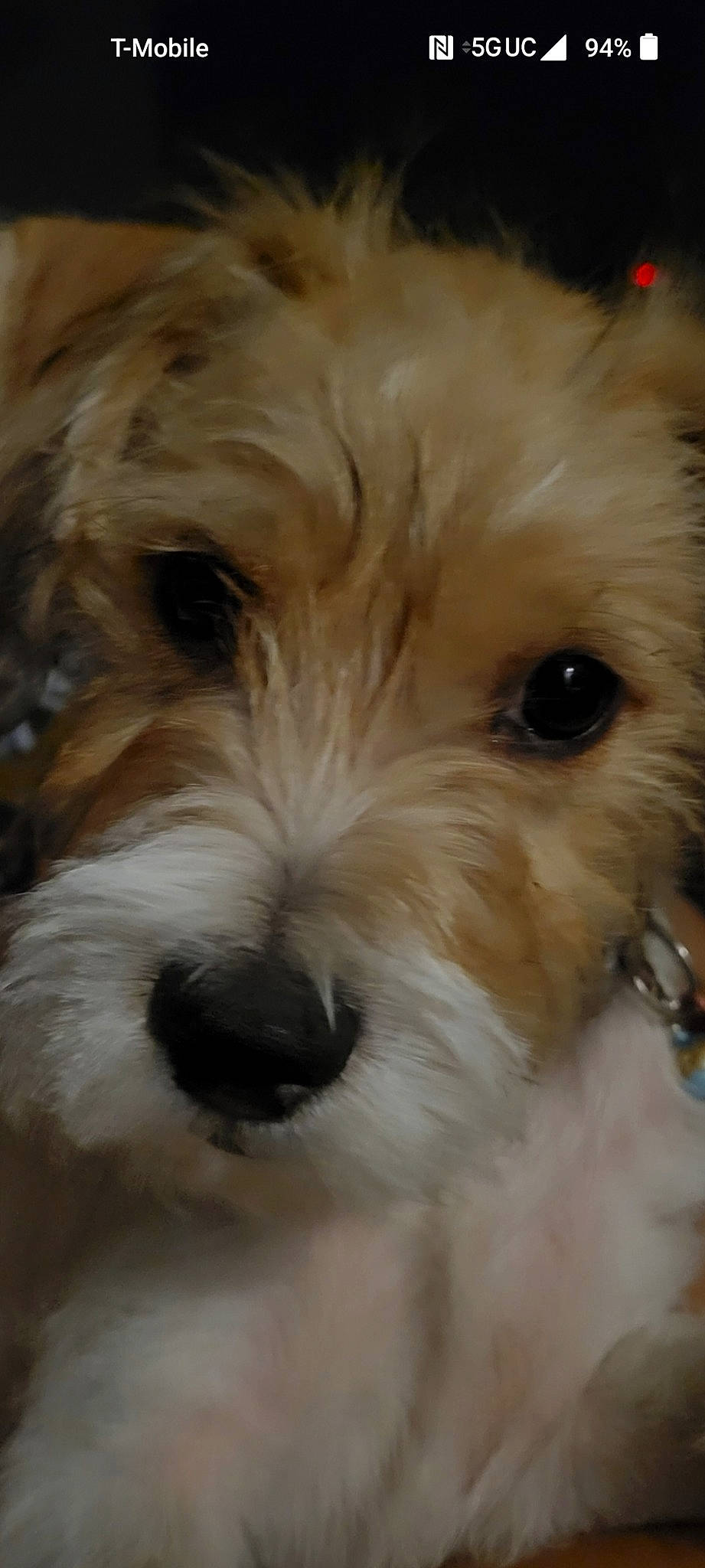 Jaxson joined the competition — help win amazing prizes! canidae, carnivore, close_up, companion_dog, dog, dog_breed, eye, fur, head, maltepoo, non_sporting_group, small_terrier, snout, sporting_group, terrestrial_animal, terrier, toy_dog, water_dog, working_animal