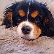 Boby a rejoint le concours — aidez-le/la à gagner de superbes lots ! puppy, dog, close_up, face, fur, sleepy, cute, pet, animal, black, brown, white, nose, whiskers, ears, soft, blanket, indoors, portrait, young