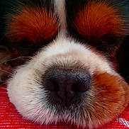 Jerry participe au concours pour gagner de l'argent avec cette photo : beaglier, canidae, carnivore, cavalier_king_charles_spaniel, close_up, companion_dog, dog, dog_breed, king_charles_spaniel, mammal, nap, nose, phalene, puppy, puppy_love, rare_breed_dog, snout, spaniel, sporting_group, toy_dog