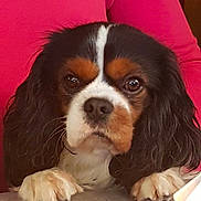 Jerry participe au concours pour gagner de l'argent avec cette photo : canidae, carnivore, cavalier_king_charles_spaniel, companion_dog, dog, dog_breed, king_charles_spaniel, mammal, puppy, puppy_love, rare_breed_dog, snout, spaniel, sporting_group, toy_dog, vertebrate