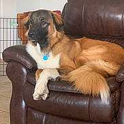 Milo is registered to the contest to win money with this photo: dog, leather_chair, indoor, pet, relaxed, brown, furniture, floor, tile, canine, fur, paw, tail, collar, domestic_animal, resting, side_view, home, pet_gate, calm