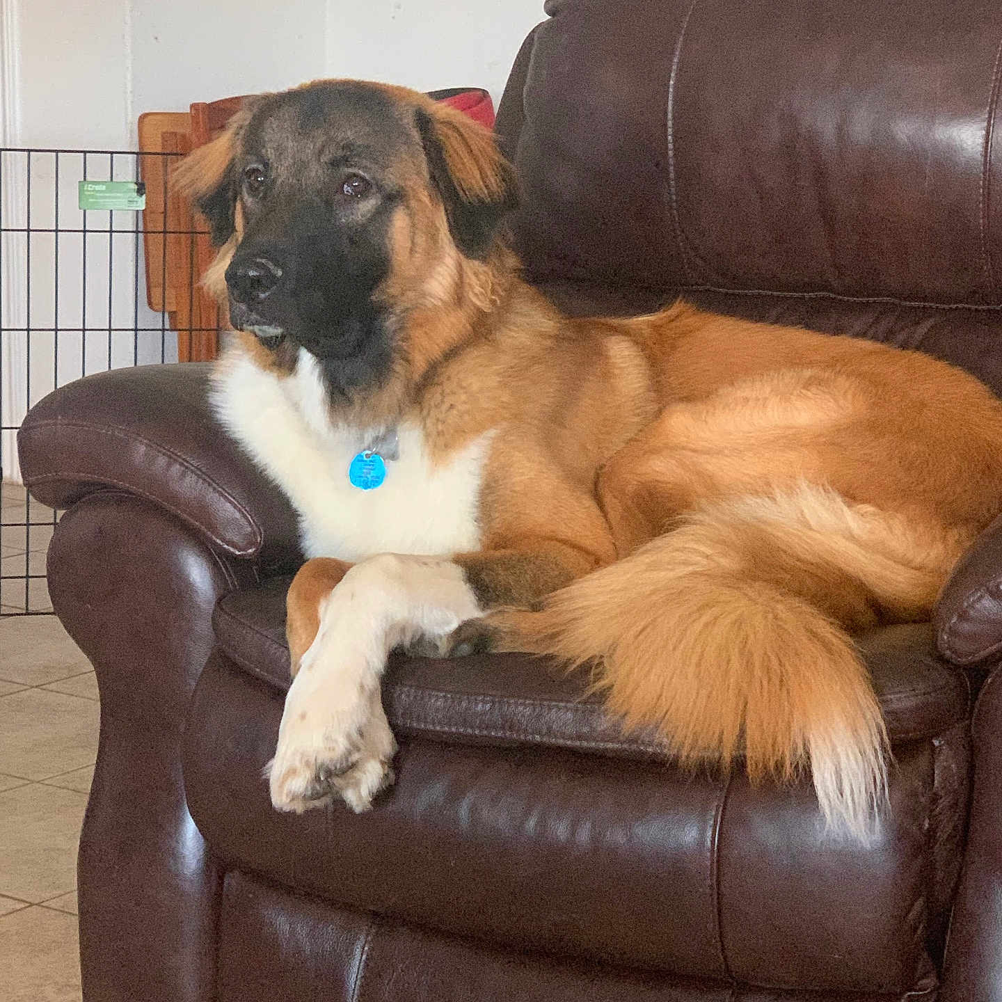 Milo is registered to the contest to win money with this photo: brown, calm, canine, collar, dog, domestic_animal, floor, fur, furniture, home, indoor, leather_chair, paw, pet, pet_gate, relaxed, resting, side_view, tail, tile