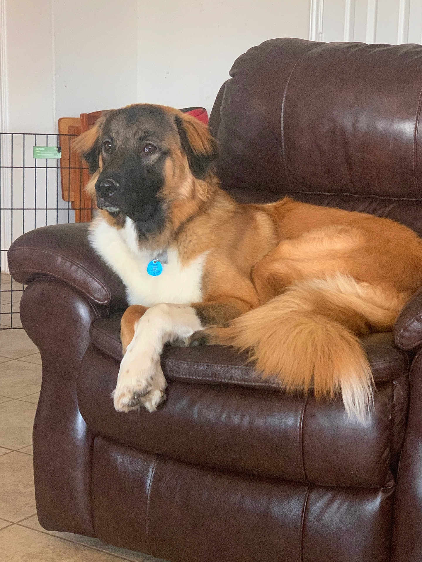 Milo is registered to the contest to win money with this photo: dog, leather_chair, indoor, pet, relaxed, brown, furniture, floor, tile, canine, fur, paw, tail, collar, domestic_animal, resting, side_view, home, pet_gate, calm