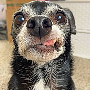 Lola is registered to the contest to win money with this photo: animal, black_fur, carpet, close_up, cute, dog, eyes, face, funny_expression, fur, household, indoors, mischievous, nose, pet, portrait, small_dog, tongue_out, whiskers, white_fur