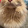 Taco joined the competition — help win amazing prizes! animal, carpet, cat, close_up, curious, cute, domestic_cat, eyes, face, feline, fluffy, fur, ginger_cat, indoor, mammal, paws, pet, portrait, soft, whiskers