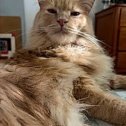 Taco joined the competition — help win amazing prizes! animal, bedroom, cat, close_up, cute, domestic_animal, ears, face, feline, fluffy, fur, indoor, lying_down, mammal, orange_cat, pet, portrait, relaxed, tabby, whiskers