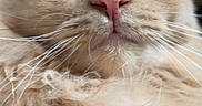 Taco is registered to the contest to win money with this photo: animal, cat, close_up, cute, domestic_cat, ears, feline, fluffy, fur, indoor, looking_at_camera, mammal, nose, orange_cat, pet, portrait, relaxed, soft_fur, whiskers, whiskers_visible