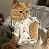 Taco joined the competition — help win amazing prizes! animal, bed, buttoned_shirt, cat, clothing, cozy, cute, domestic_animal, ears, feline, fur, indoor, lying_down, orange_cat, pet, portrait, relaxed, shirt, soft_bed, whiskers