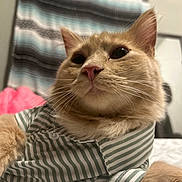 Taco joined the competition — help win amazing prizes! cat, orange_cat, striped_shirt, pet_clothing, bed, indoor, feline, whiskers, ears, fur, cute, relaxed, cozy, closeup, portrait, domestic_animal, animal, striped_pattern, fabric, soft_lighting