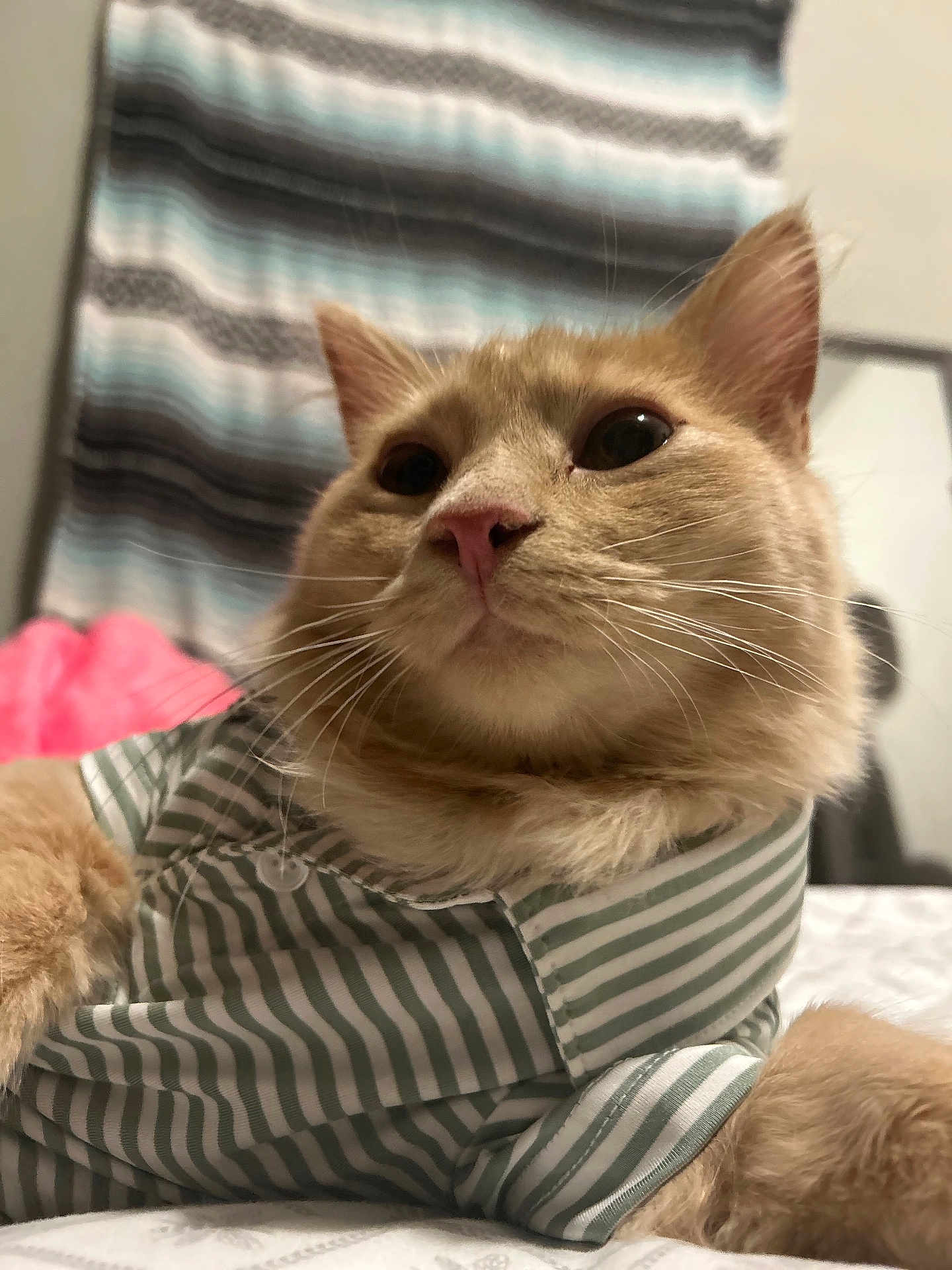 Taco joined the competition — help win amazing prizes! cat, orange_cat, striped_shirt, pet_clothing, bed, indoor, feline, whiskers, ears, fur, cute, relaxed, cozy, closeup, portrait, domestic_animal, animal, striped_pattern, fabric, soft_lighting