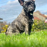 Lila participe au concours pour gagner de l'argent avec cette photo : animal, backyard, brindle, canine, clouds, cute, daytime, dog, ears, french_bulldog, grass, greenery, nature, outdoor, pet, portrait, sitting, sky, snout, sunlight