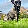 animal, backyard, brindle, canine, clouds, cute, daytime, dog, ears, french_bulldog, grass, greenery, nature, outdoor, pet, portrait, sitting, sky, snout, sunlight