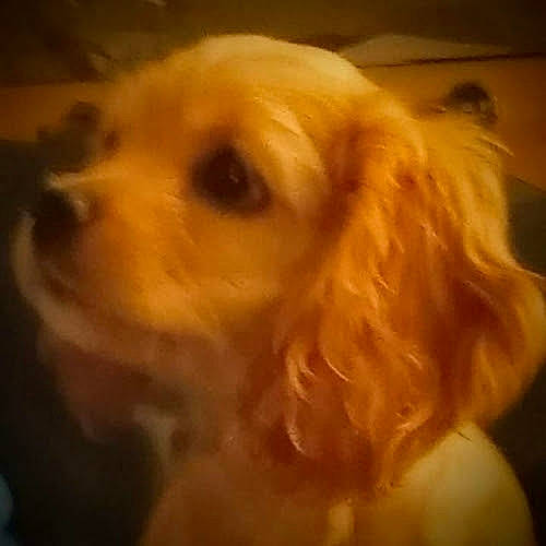 Sir Groot is registered to the contest to win money with this photo: canidae, carnivore, cloud, companion_dog, dog, dog_breed, ear, fawn, fur, gun_dog, liver, paw, puppy, puppy_love, sky, snout, sporting_group, toy_dog, whiskers, working_animal