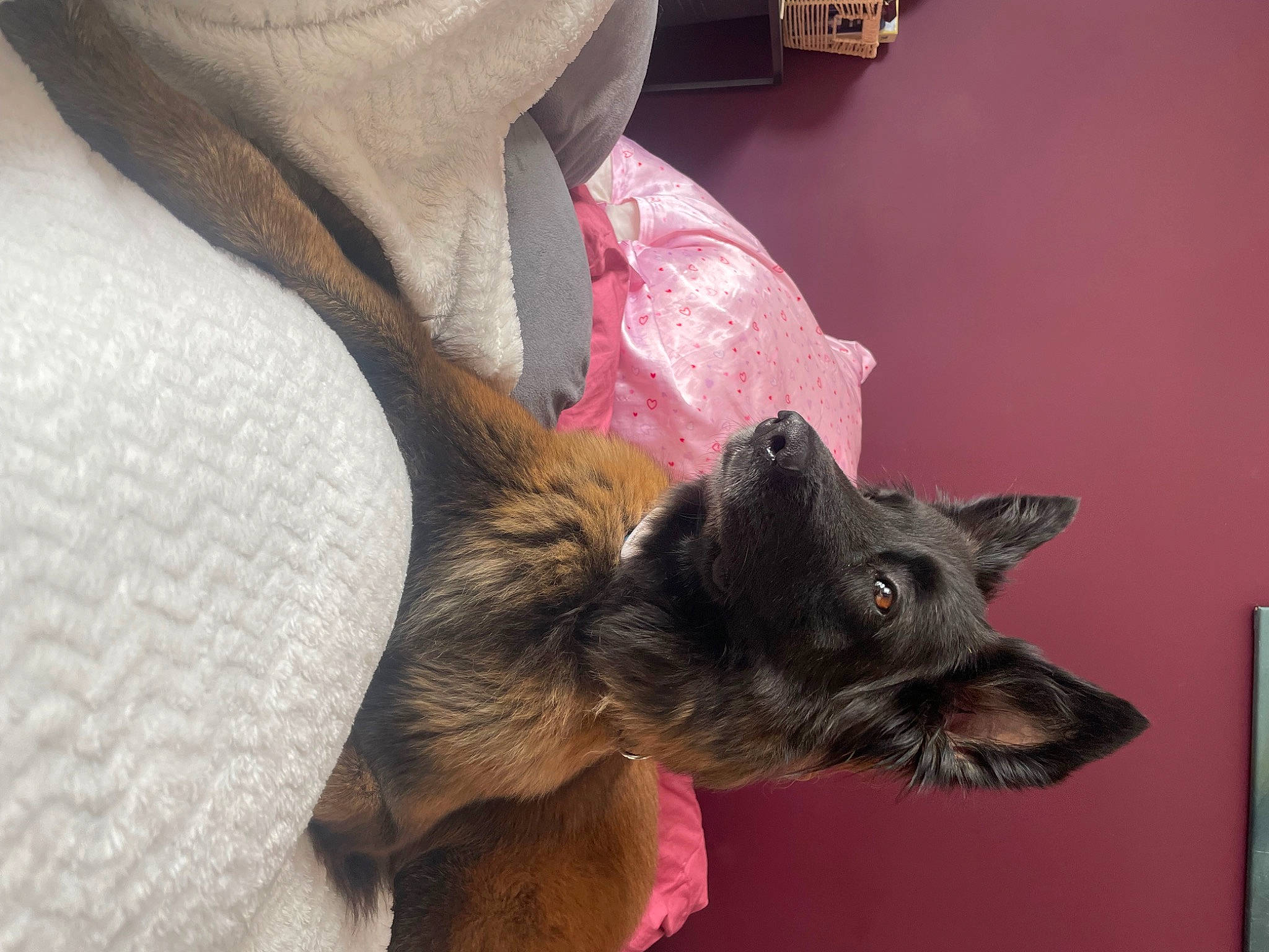 Pixie Punch participe au concours pour gagner de l'argent avec cette photo : canidae, carnivore, claw, comfort, companion_dog, dog, dog_breed, domestic_short_haired_cat, ear, fawn, felidae, fur, paw, small_to_medium_sized_cats, snout, sporting_group, tail, terrestrial_animal, whiskers