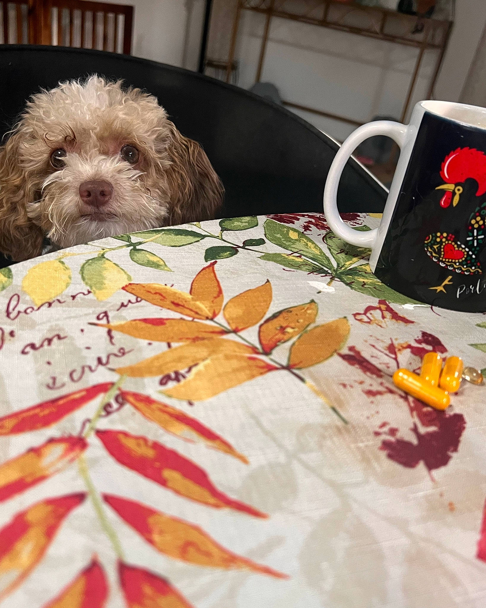 Bowie joined the competition — help win amazing prizes! art, bedding, carnivore, comfort, companion_dog, dog, dog_breed, flooring, fur, linens, liver, pattern, room, small_terrier, tablecloth, tableware, terrier, toy, toy_dog, working_animal