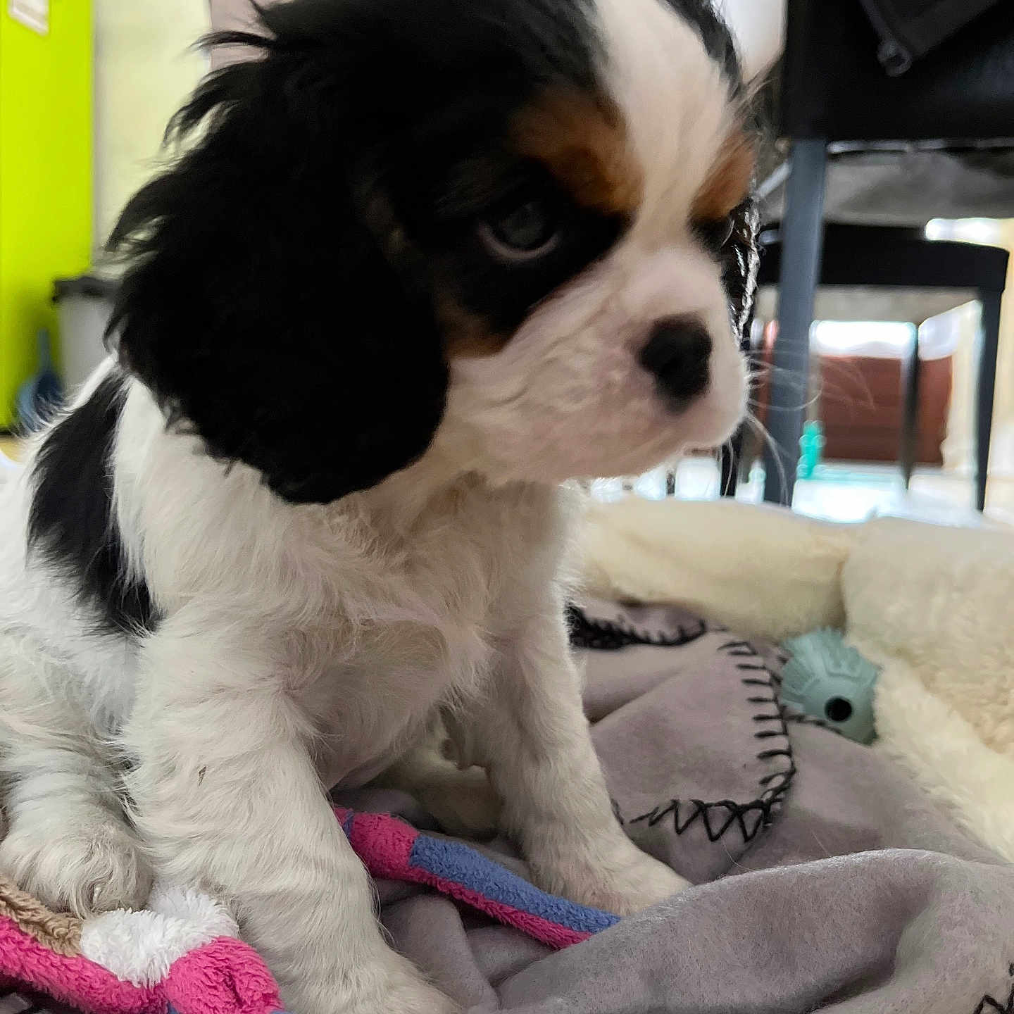 Uranui participe au concours pour gagner de l'argent avec cette photo : adorable, animal, blanket, closeup, comfort, cozy, cute, dog, fur, home, indoor, pet, playful, puppy, sitting, small, soft, toy, tricolor, young