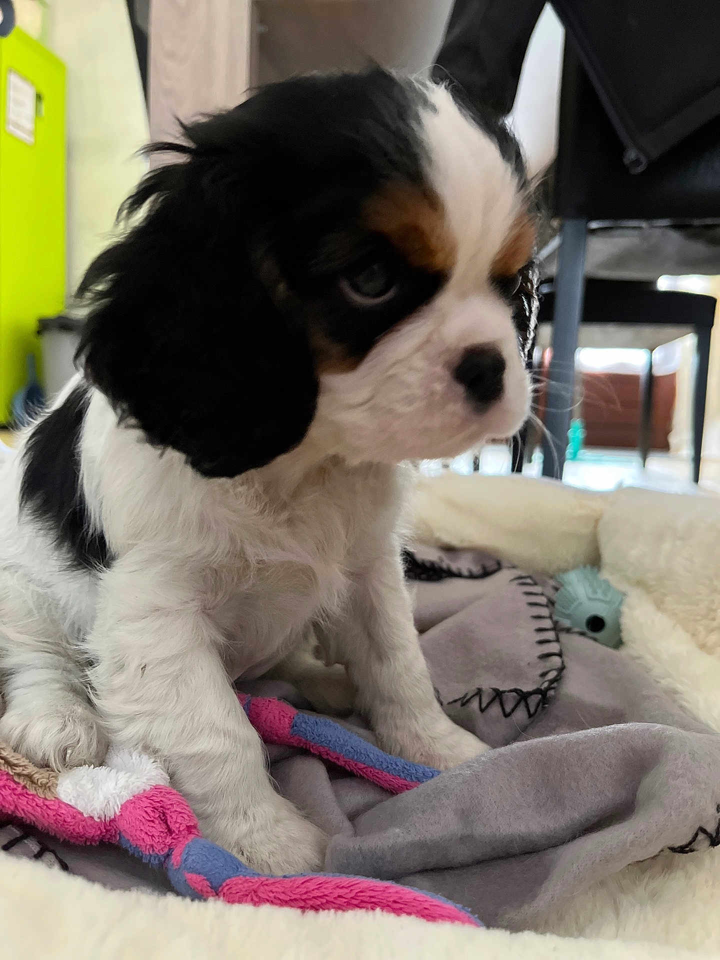 Uranui participe au concours pour gagner de l'argent avec cette photo : puppy, dog, tricolor, blanket, toy, indoor, pet, fur, cute, young, animal, soft, cozy, sitting, playful, home, comfort, small, closeup, adorable