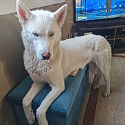 Rose participe au concours pour gagner de l'argent avec cette photo : dog, white_dog, blue_eyes, ottoman, indoor, television, window, curtains, floor, furniture, pet, animal, living_room, portrait, canine, fur, ears, expression, blue, home