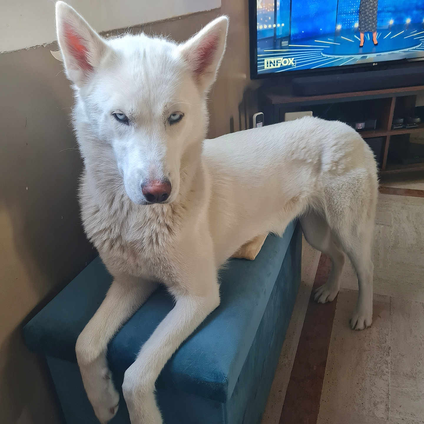 Rose participe au concours pour gagner de l'argent avec cette photo : dog, white_dog, blue_eyes, ottoman, indoor, television, window, curtains, floor, furniture, pet, animal, living_room, portrait, canine, fur, ears, expression, blue, home