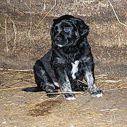 Jagger a rejoint le concours — aidez-le/la à gagner de superbes lots !