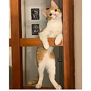 Monia a rejoint le concours — aidez-le/la à gagner de superbes lots ! abyssinian, animal, architecture, bookcase, cabinet, cat, closet, cupboard, door, face, furniture, hardwood, head, indoors, interiordesign, kitten, person, pet, shelf, wood