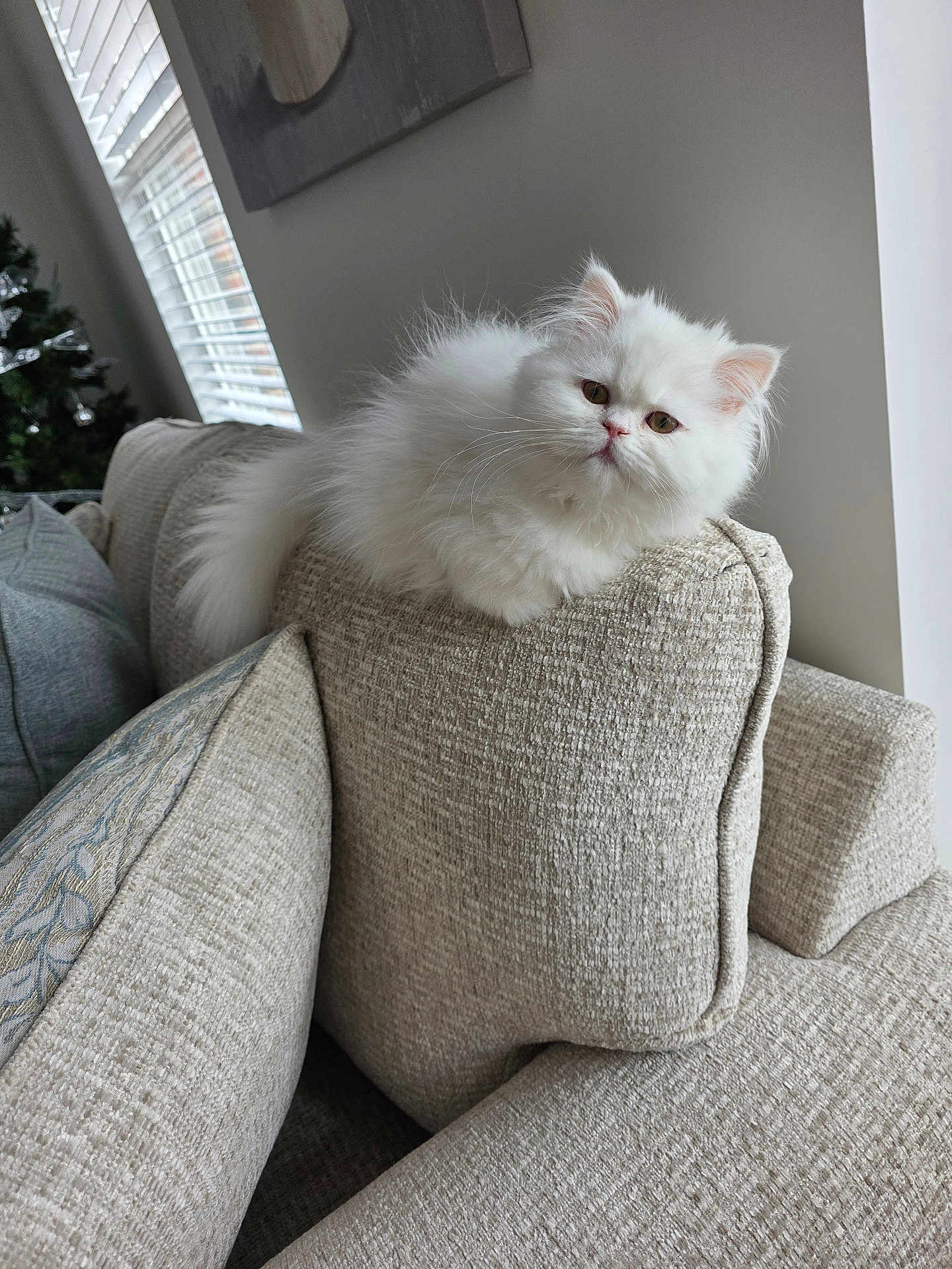 Gatita Sushi is registered to the contest to win money with this photo: cat, white_cat, fluffy_cat, sofa, couch, cushion, pillow, living_room, window, blinds, pet, domestic_animal, fur, whiskers, portrait, indoor, cozy, home_decor, sitting, cute