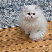 Gatita Sushi is registered to the contest to win money with this photo: cat, kitten, white_cat, fluffy, fur, big_eyes, green_eyes, tail, whiskers, hardwood_floor, area_rug, indoor, pet, sitting, portrait, looking_at_camera, cute, small, floor, home_interior