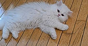 Gatita Sushi joined the competition — help win amazing prizes! cat, domestic_animal, eyes, face, floor, floorboards, fluffy, fur, hardwood_floor, home, indoor, kitten, lying_down, paper_bag, paws, pet, relaxed, vacuum_cleaner, white_cat, wooden_floor