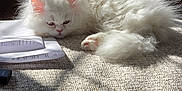 Gatita Sushi joined the competition — help win amazing prizes! cat, kitten, white_cat, fluffy, long_hair, fur, pet, indoor, sunlight, shadow, carpet, paw, sleepy, whiskers, close_up, living_room, wooden_furniture, paper, document, camera_watermark