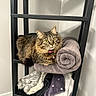 bell, cat, collar, cozy, eyes, folded_towels, fur, home_interior, indoor, looking_up, pet, relaxed, rolled_towel, shelf, shelving_unit, tabby_cat, towel, wall, whiskers, wood_floor