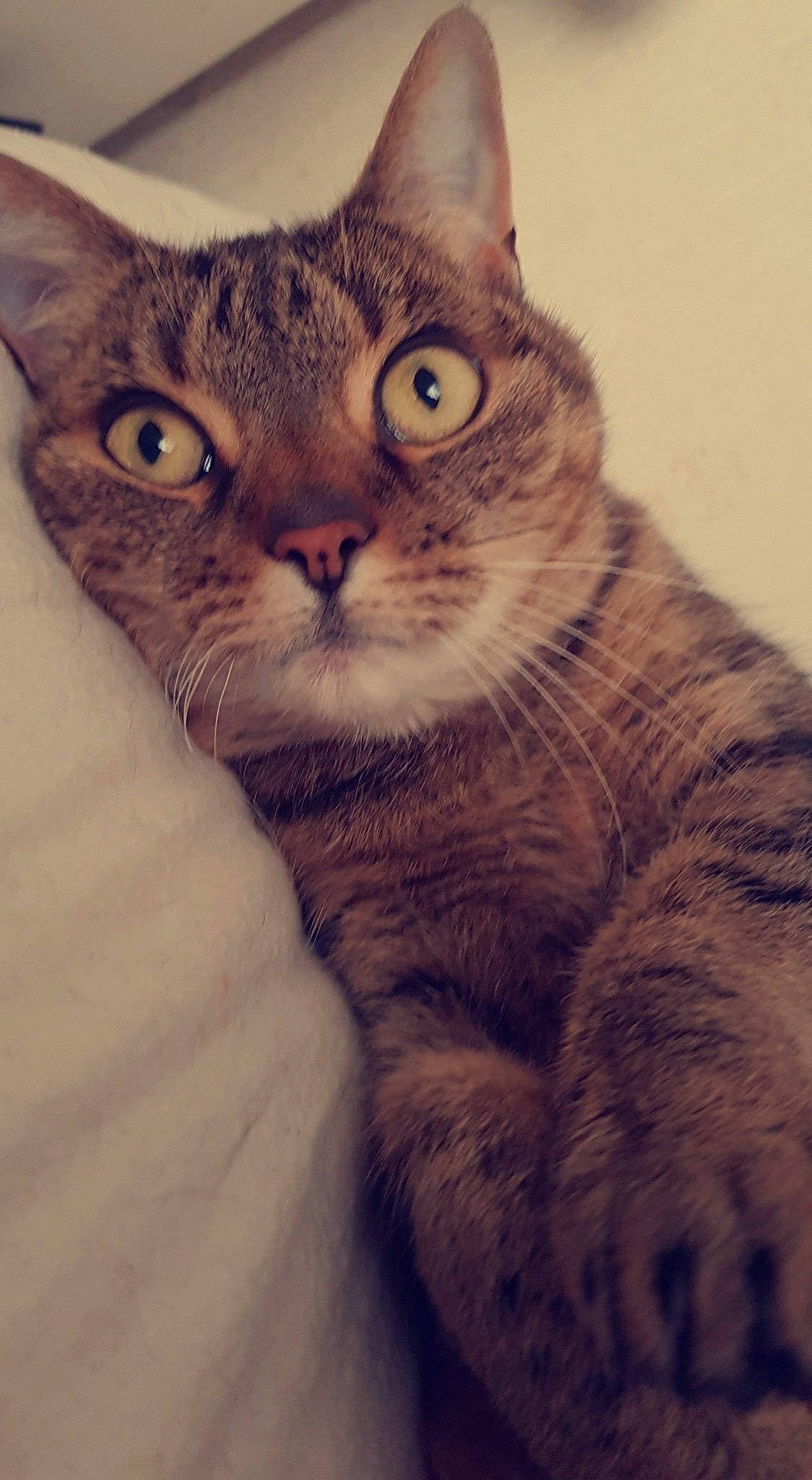 Bella joined the competition — help win amazing prizes! carnivore, cat, comfort, domestic_short_haired_cat, ear, felidae, fur, gesture, iris, paw, photo_caption, small_to_medium_sized_cats, snout, square, whiskers, window