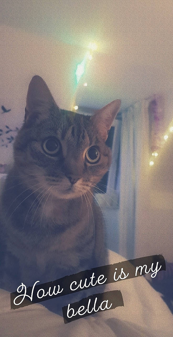 Bella is registered to the contest to win money with this photo: carnivore, cat, darkness, domestic_short_haired_cat, electric_blue, felidae, font, fur, graphics, iris, lens_flare, paw, photo_caption, small_to_medium_sized_cats, square, tail, whiskers, window