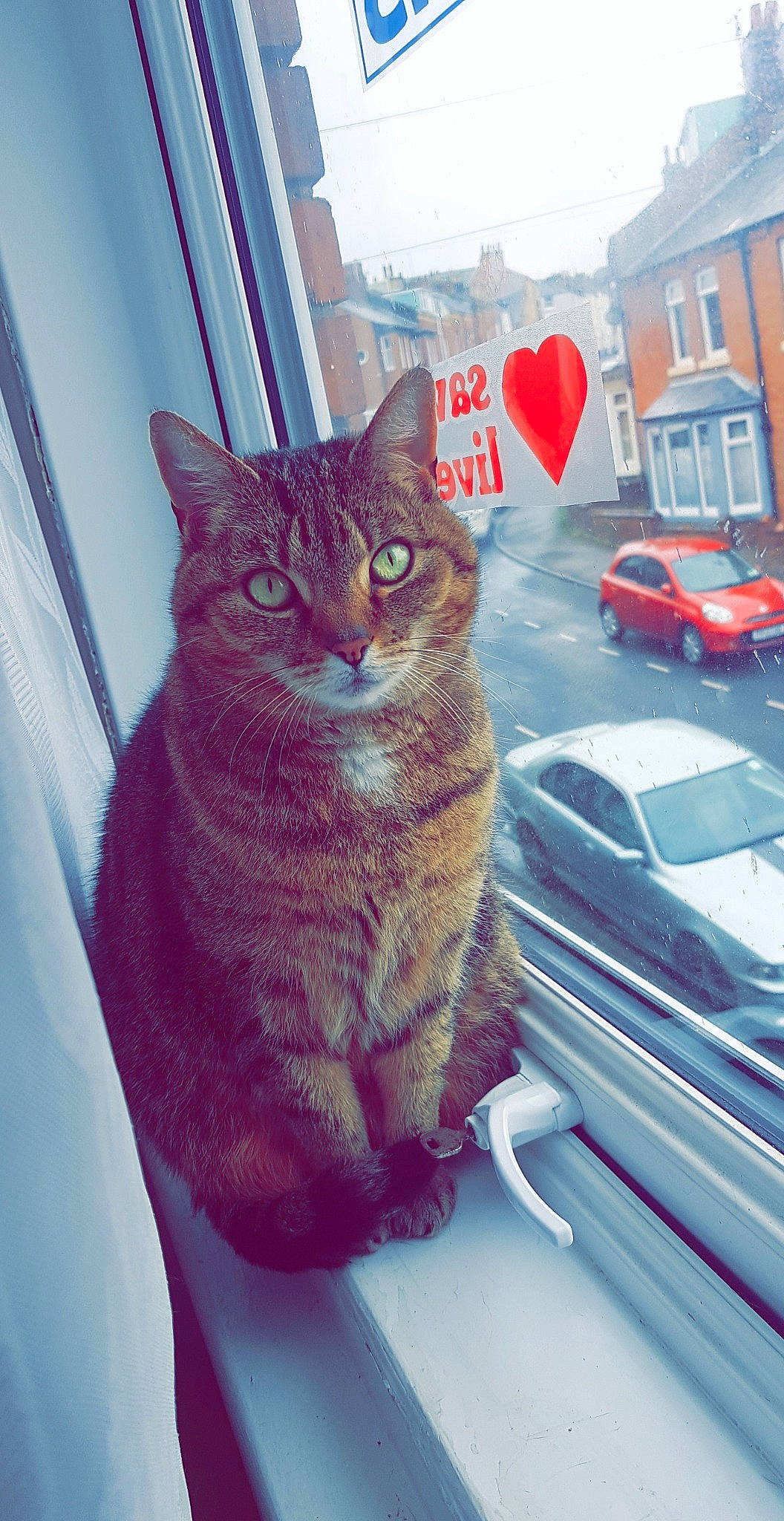 Bella joined the competition — help win amazing prizes! automotive_exterior, automotive_lighting, car, carnivore, cat, felidae, hood, line, motor_vehicle, personal_luxury_car, small_to_medium_sized_cats, tail, tints_and_shades, tire, vehicle, vehicle_door, wheel, whiskers, window, windshield