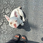 Halo joined the competition — help win amazing prizes! animal, asphalt, black_pants, companion, curious, cute, daylight, dog, feet, french_bulldog, looking_up, outdoor, pavement, pet, puppy, sandals, shadow, small_dog, toenails, white_dog