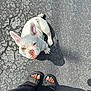 animal, asphalt, black_pants, companion, curious, cute, daylight, dog, feet, french_bulldog, looking_up, outdoor, pavement, pet, puppy, sandals, shadow, small_dog, toenails, white_dog