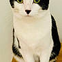 alert, animal, black_and_white, calm, cat, close_up, cute, domestic_cat, ears_up, feline, front_paws, fur, green_eyes, indoor, looking_at_camera, pet, portrait, sitting, whiskers, wooden_surface