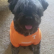 Theo is registered to the contest to win money with this photo: dog, black_dog, orange_shirt, tennessee, carpet, indoor, pet, tongue_out, fur, sitting, animal, cute, furry, clothing, portrait, happy, domestic_animal, companion, friendly, shirt