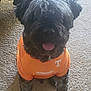 dog, black_dog, orange_shirt, tennessee, carpet, indoor, pet, tongue_out, fur, sitting, animal, cute, furry, clothing, portrait, happy, domestic_animal, companion, friendly, shirt