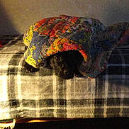 Lucy Goose is registered to the contest to win money with this photo: dog, blanket, quilt, bed, plaid, cozy, pet, indoor, small_dog, black_dog, fabric, patterned, resting, cute, animal, domestic_animal, fur, lying_down, warm, comfort