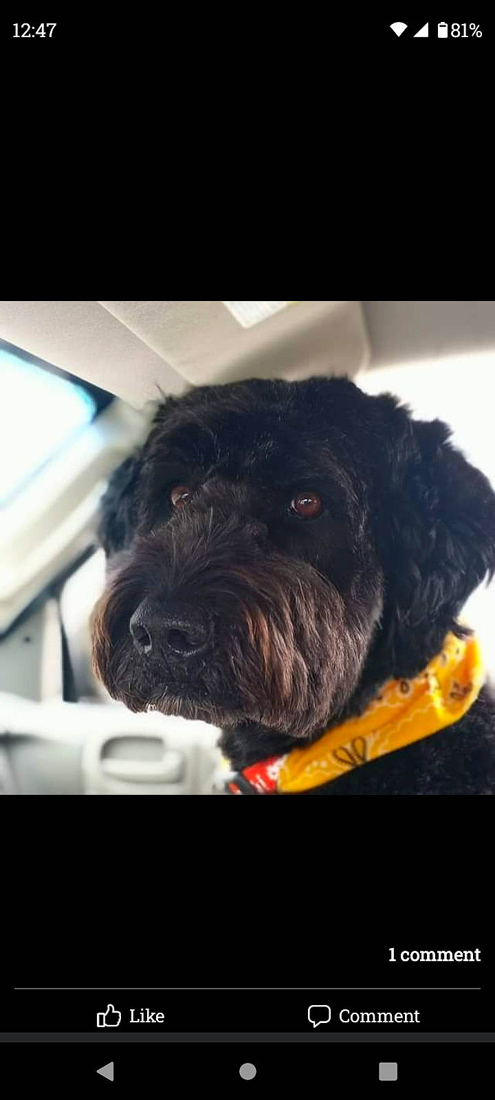 Hemi joined the competition — help win amazing prizes! automotive_mirror, canidae, carnivore, cloud, companion_dog, dog, dog_breed, dog_collar, fur, glass, labradoodle, non_sporting_group, sky, snout, sporting_group, tints_and_shades, toy_dog, water_dog, windshield, working_animal