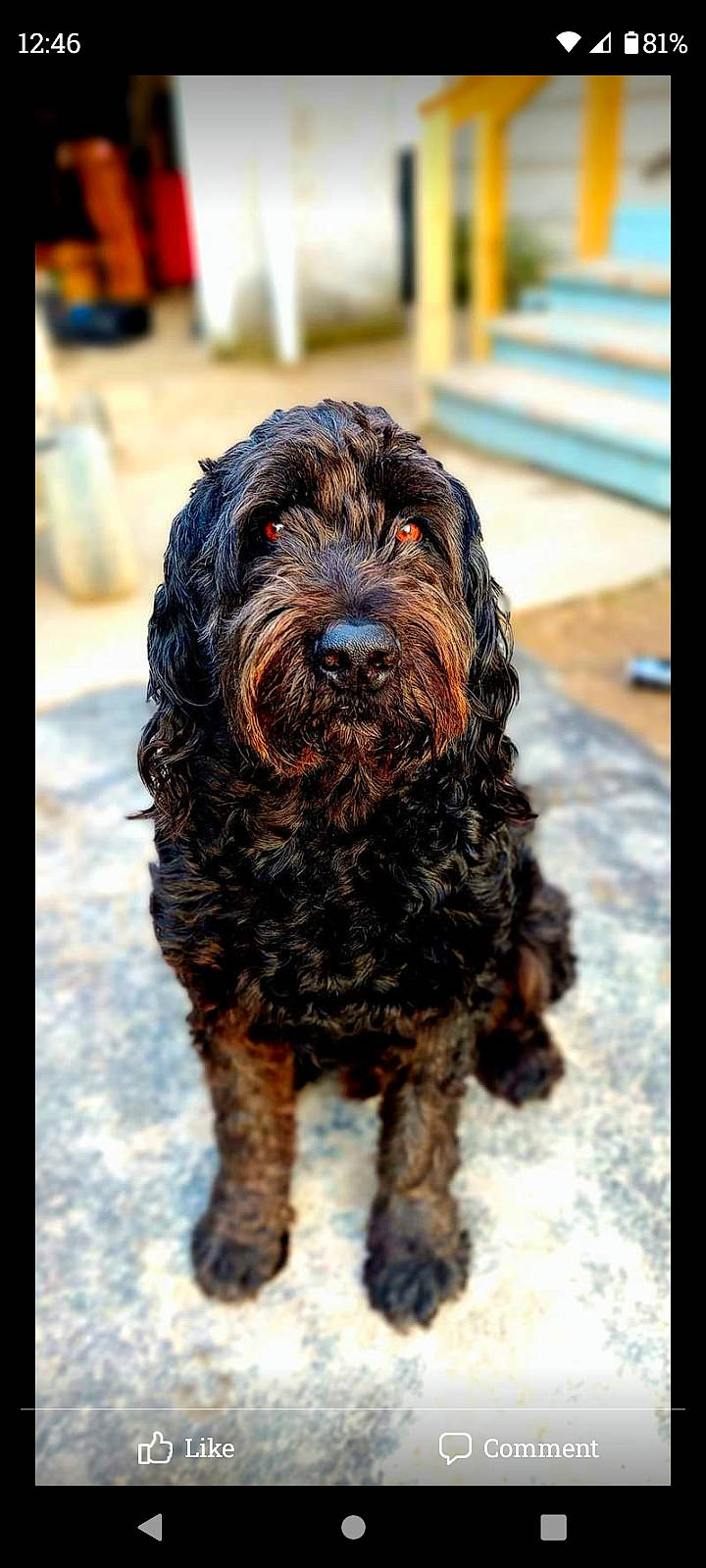 Hemi is registered to the contest to win money with this photo: canidae, carnivore, companion_dog, dog, dog_breed, fur, liver, small_terrier, snout, spaniel, sporting_group, terrier, toy_dog, water_dog, working_animal, working_dog