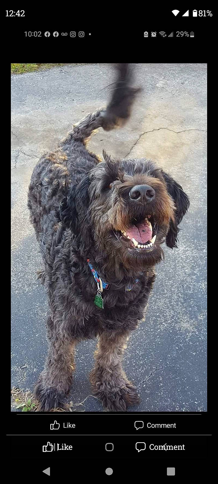 Hemi joined the competition — help win amazing prizes! canidae, carnivore, collar, companion_dog, dog, dog_breed, dog_collar, fur, leash, liver, retriever, small_terrier, spaniel, sporting_group, terrier, toy_dog, water_dog, working_animal, working_dog, yawn