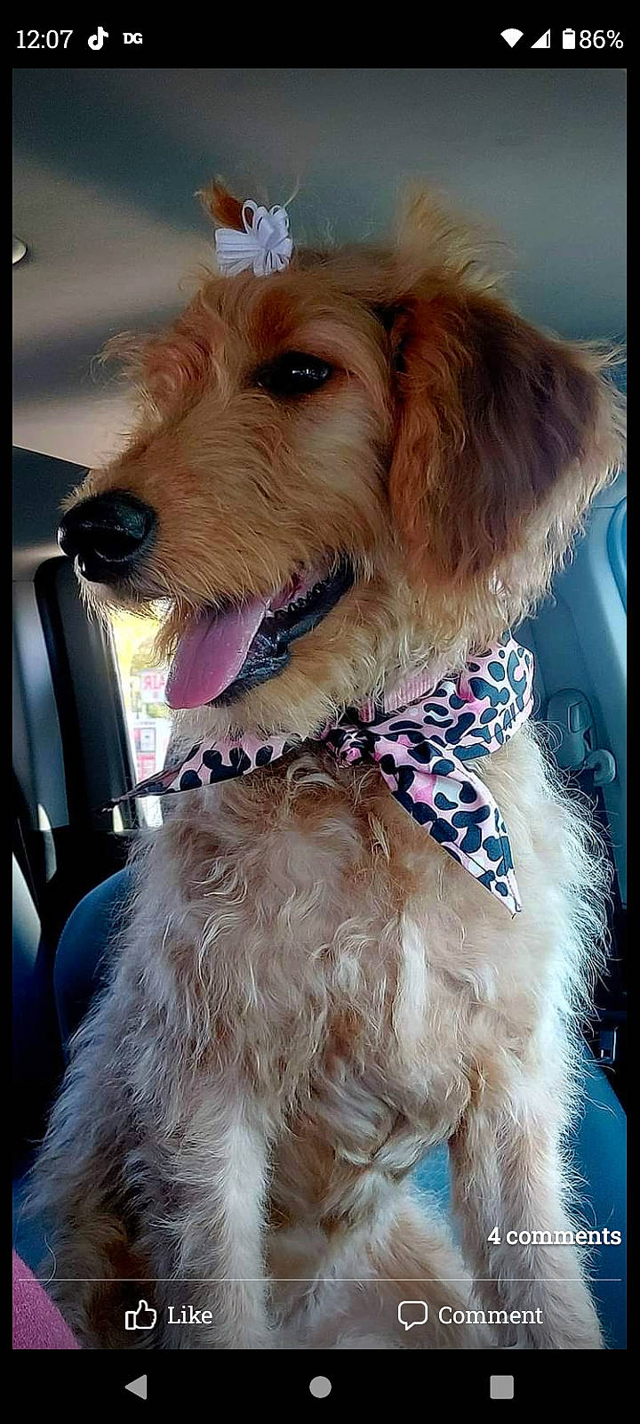 Chrysler joined the competition — help win amazing prizes! airedale_terrier, canidae, carnivore, collar, companion_dog, dog, dog_breed, dog_collar, dog_supply, fur, leash, liver, pet_supply, snout, sporting_group, terrier, water_dog, working_animal