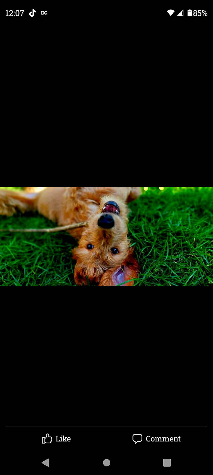 Chrysler joined the competition — help win amazing prizes! canidae, carnivore, companion_dog, dog, dog_breed, electric_blue, fawn, fur, gadget, grass, liver, rectangle, snout, sporting_group, stuffed_toy, sunglasses, terrestrial_animal, toy, toy_dog, wildlife